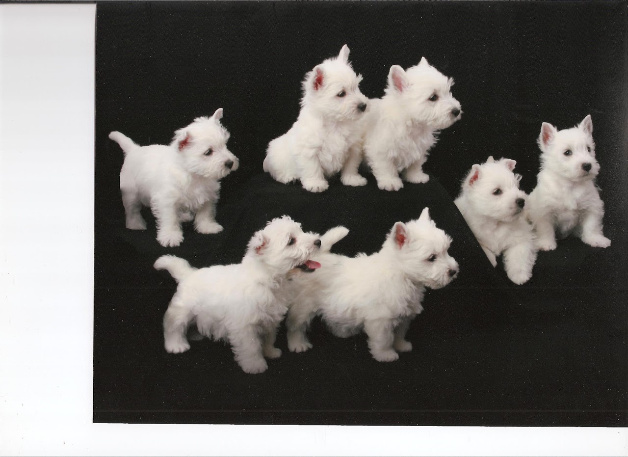 Ashgate US Westie gallery photo 1