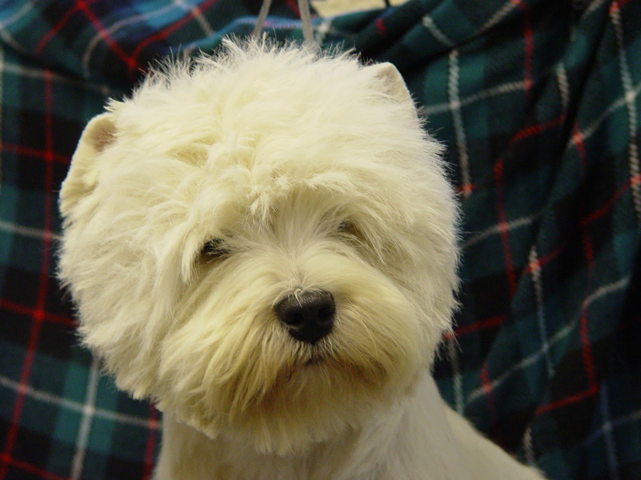 Close-up portrait of a Westie in front of tartan fabric