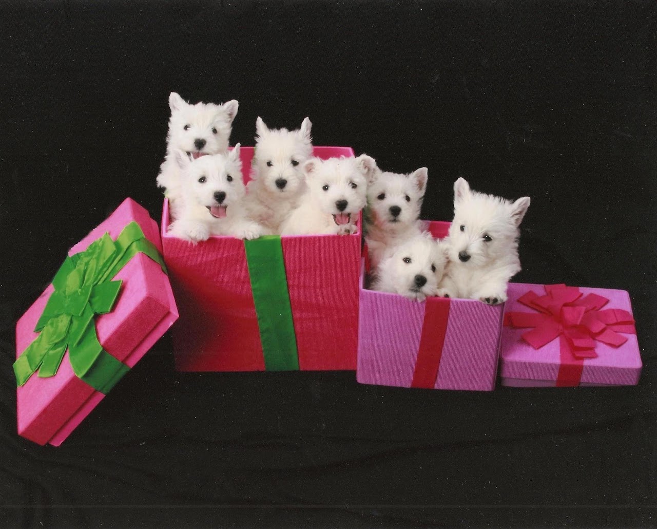 Ashgate US Westie gallery photo 11