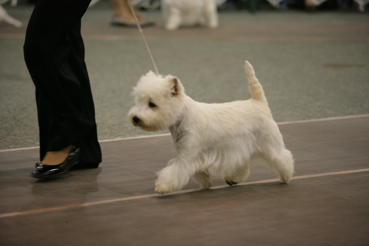 Ashgate US Westie gallery photo 12