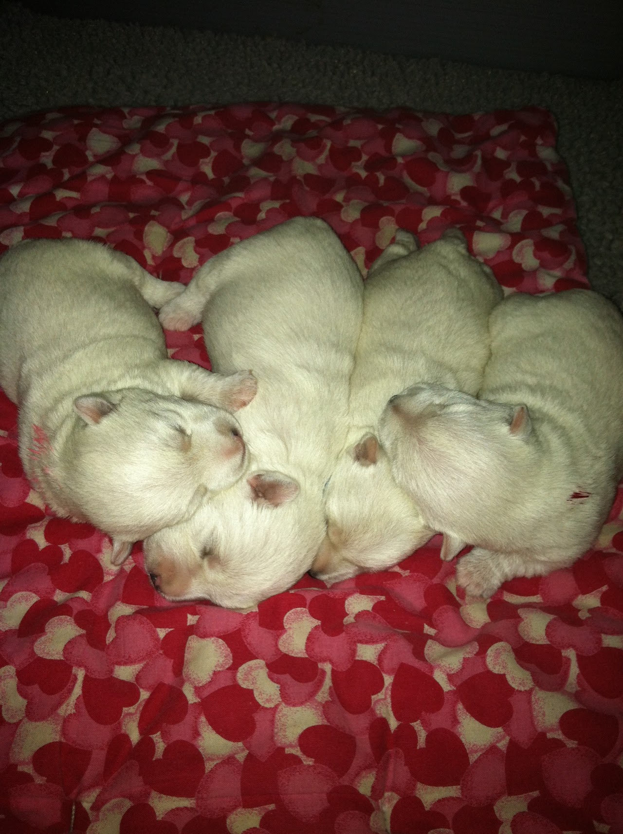 Ashgate US Westie gallery photo 13