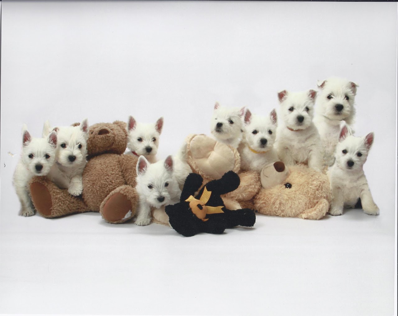 Ashgate US Westie gallery photo 14