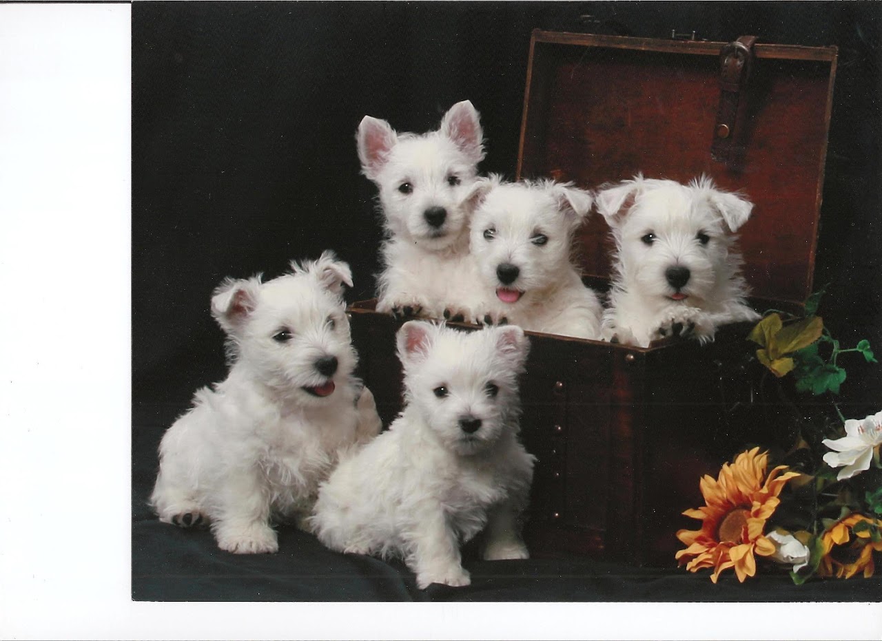 Ashgate US Westie gallery photo 15