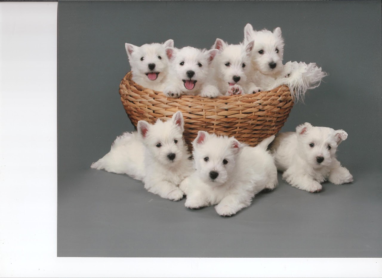Ashgate US Westie gallery photo 2