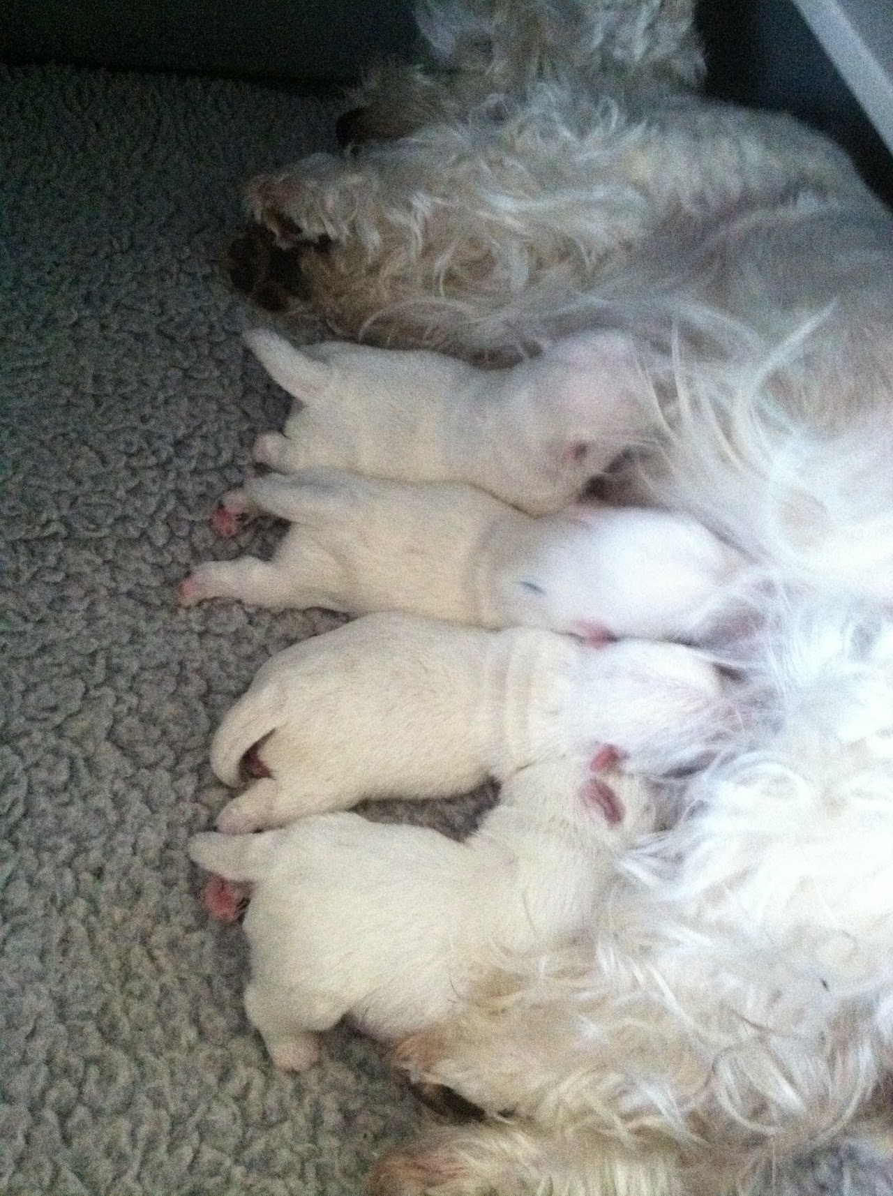 Ashgate US Westie gallery photo 3
