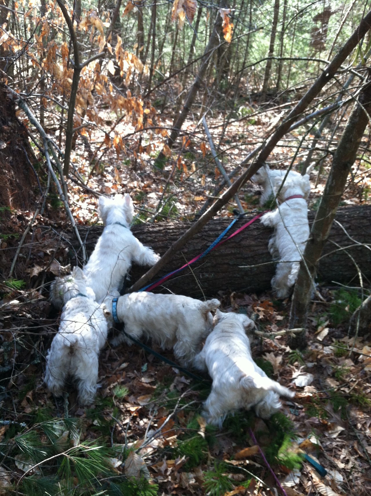 Ashgate US Westie gallery photo 4