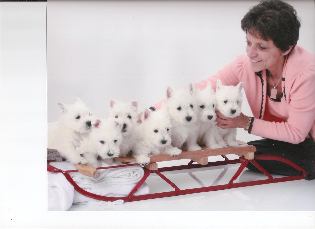 Ashgate US Westie gallery photo 5