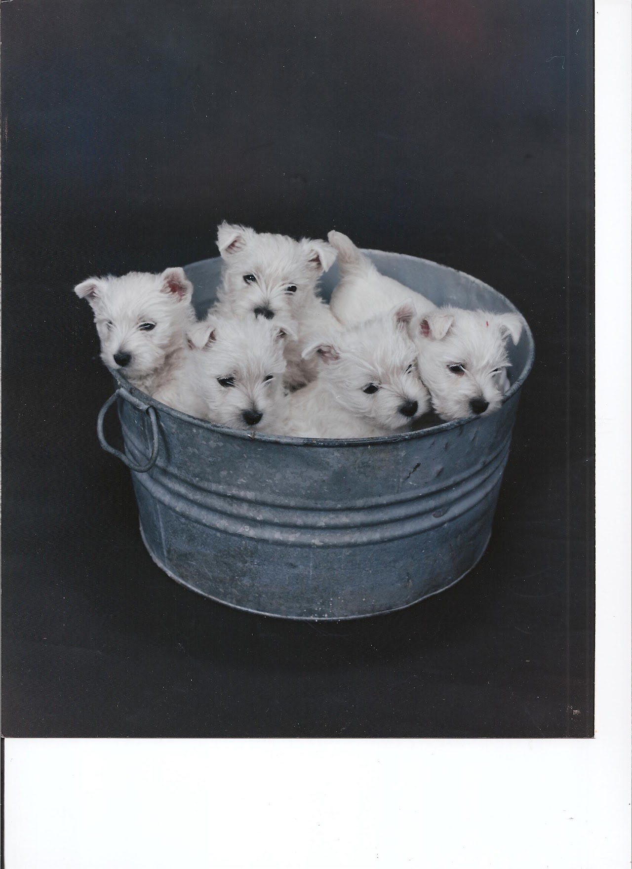 Ashgate US Westie gallery photo 6