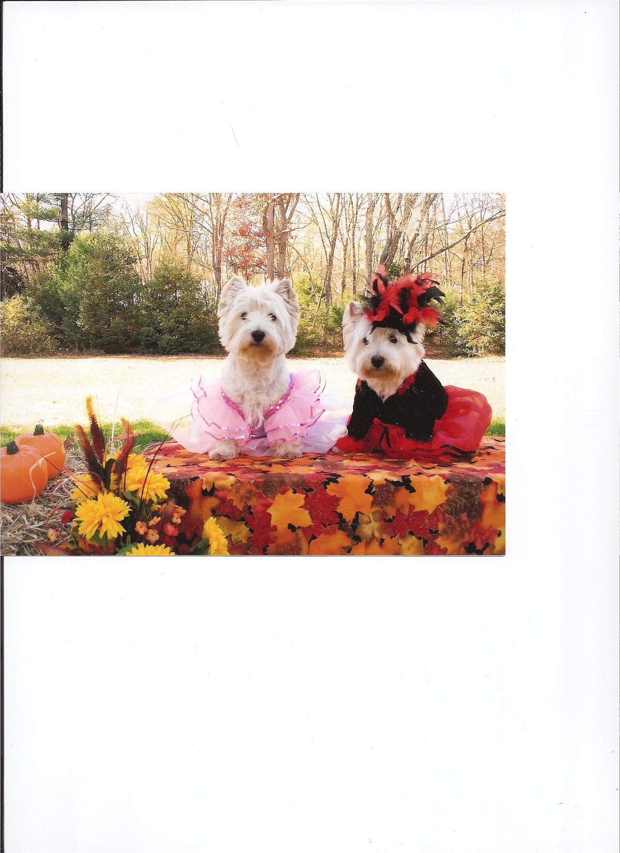 Ashgate US Westie gallery photo 7