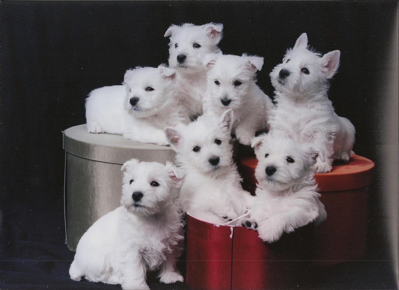 Ashgate US Westie gallery photo 9
