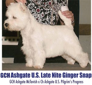 GCH Ashgate U.S. Late Night Ginger Snap