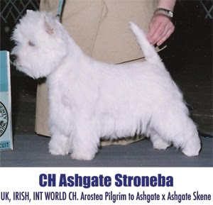 CH Ashgate Stroneba standing in the show ring