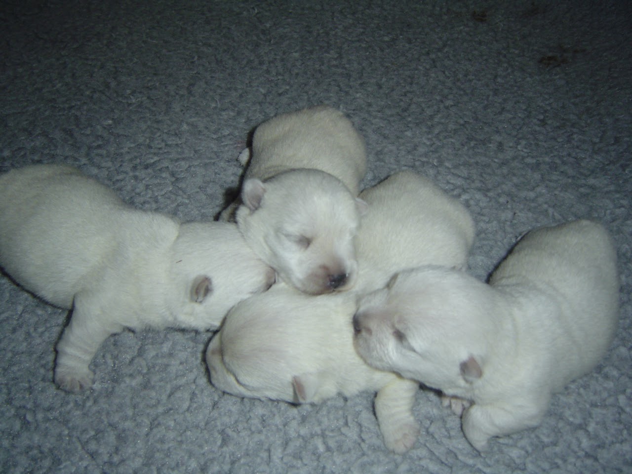 Newborn Ashgate US Westie puppies snuggled together