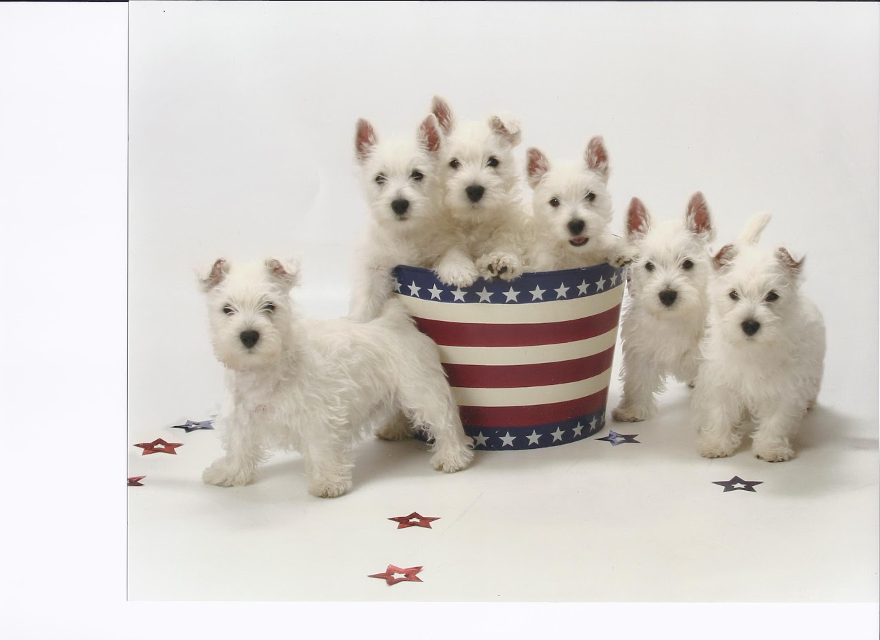 Ashgate US Westie puppies