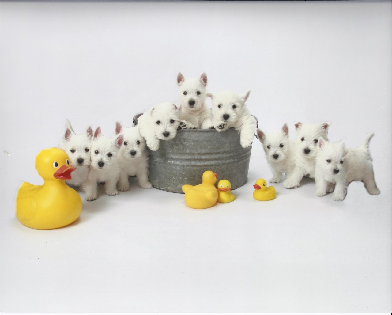 A litter of Ashgate US Westie puppies posing in a tin tub surrounded by rubber ducks
