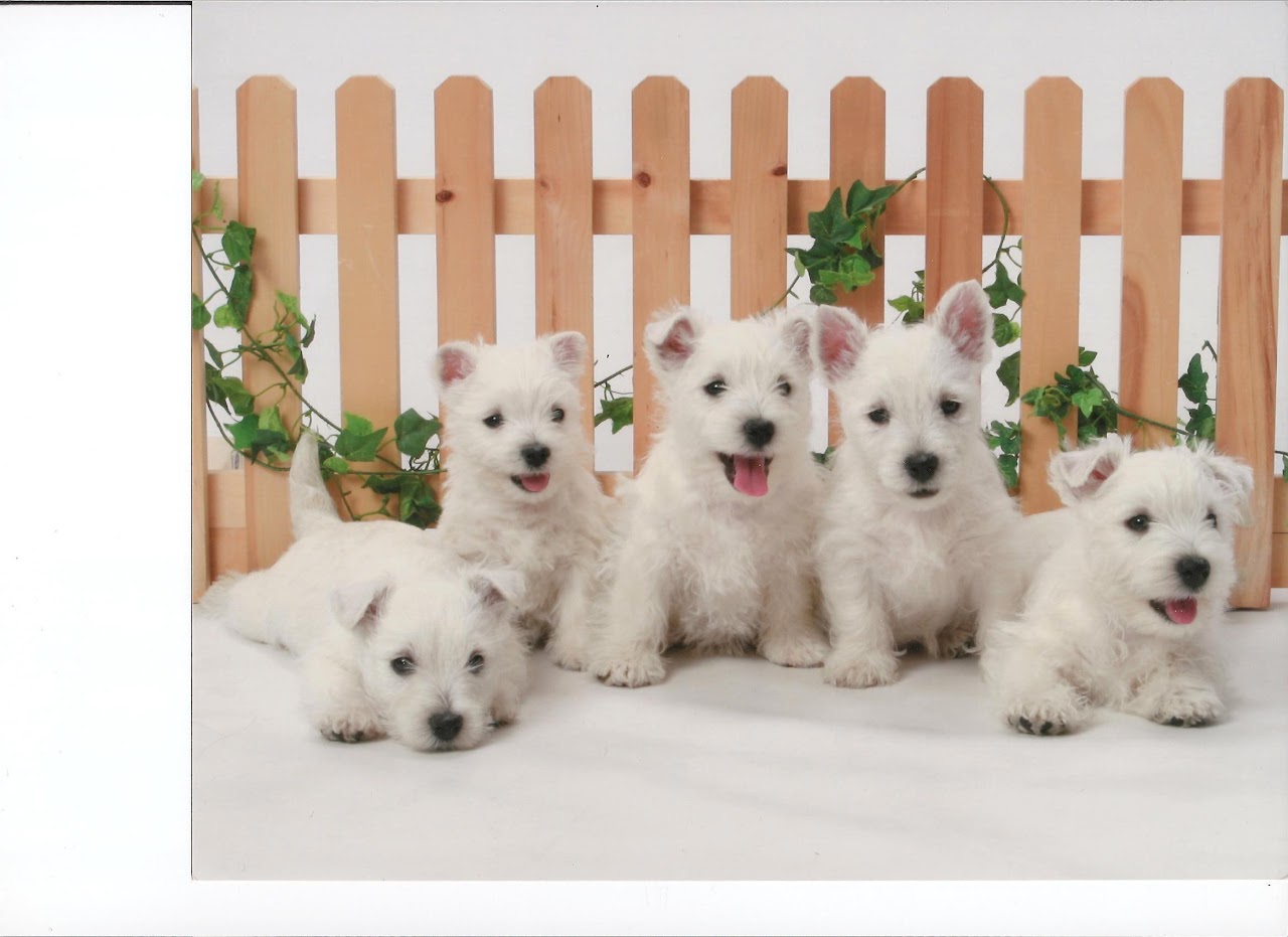 Ashgate US Westie puppies