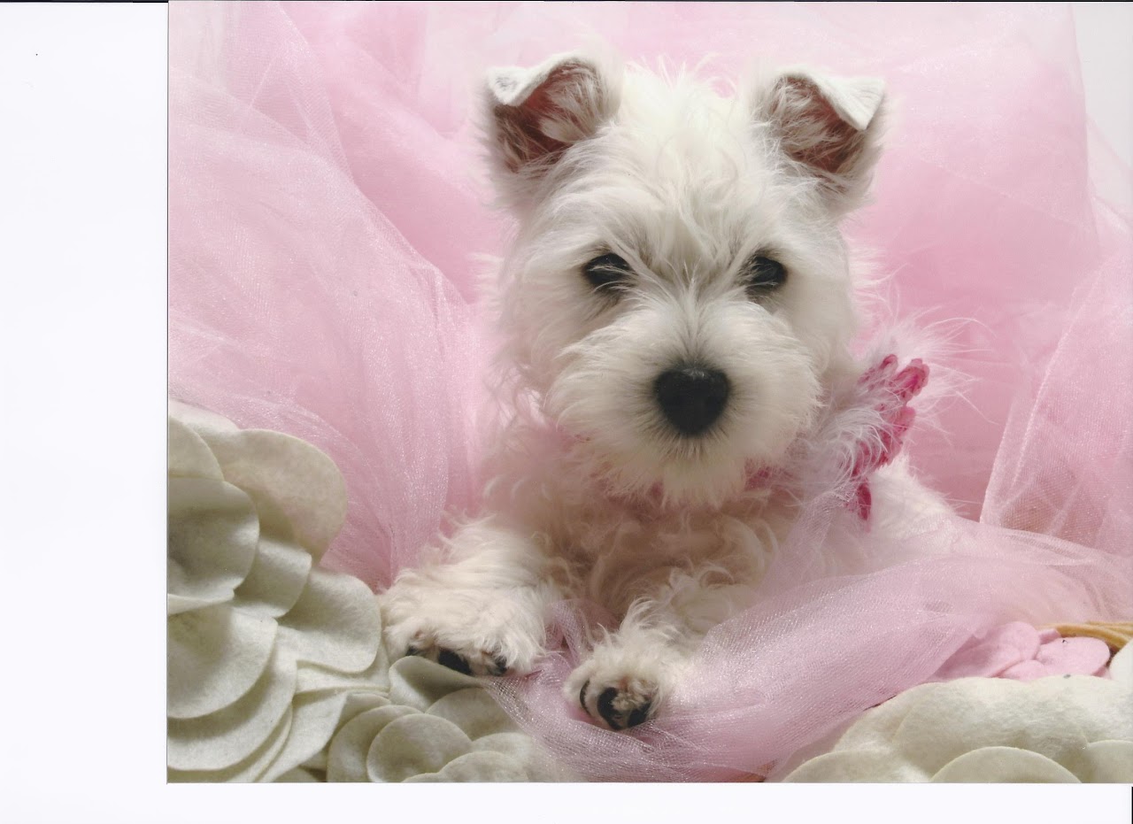 Ashgate US Westie puppies playing