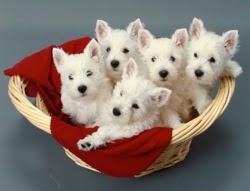 An Ashgate US Westie puppy
