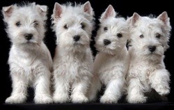 An Ashgate US Westie puppy at play